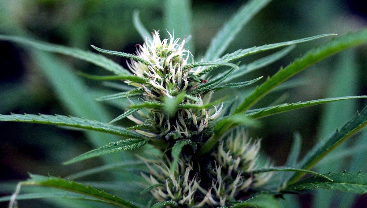 Kafountine: le plaidoyer du maire pour la légalisation du Cannabis
