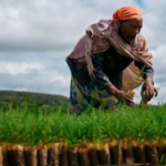 (Vidéo) Après des heures sous le sable : Un puisatier sauvé miraculeusement par un Baay Fall à Saint-Louis
