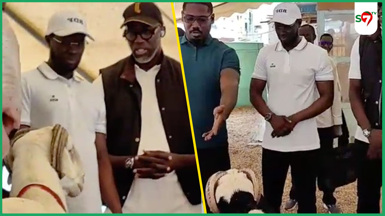 (Vidéo) DIOMAYE débarque en surprise avec Fadilou Keita dans le Daral pour acheter un mouton pour la Tabaski