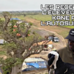 Sénégal : une banque digitale dédiée à la diaspora bientôt opérationnelle