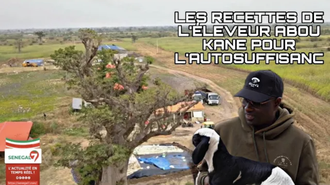 (Vidéo) Moutons de race, vaches laitières, culture fourragère : Exemple de la ferme de Abou Kane à Mbodiéne